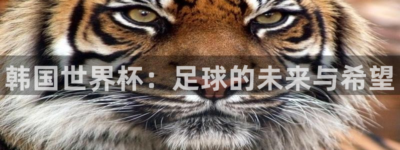 世界杯2026赛程：韩国世界杯：足球的未来与希望